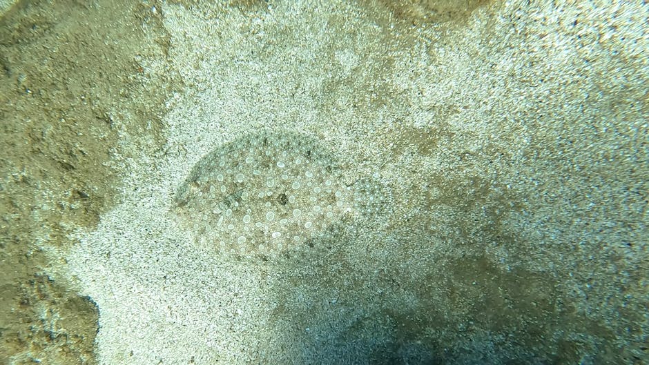 A close-up underwater photograph features a round, flat sea urchin embedded in the sandy ocean floor. The sea urchin has a symmetrical, dome-shaped shell covered with small, white, evenly spaced tuber