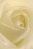This photograph immerses you in the gentle embrace of a cream-white rose, its petals unfolding in luminous spirals that feel almost like a morning mist rising over Lambeth Bridge. Each layer is velvety and light, the inner folds catching soft shadows that bring depth and quiet beauty. The atmosphere is peaceful-evoking the hush of a new day in Lambeth's winding streets or the calming presence of a bouquet placed on a neighbour's doorstep. To a florist rooted in Lambeth, this rose represents reverence-the pure symbol called upon for milestones, farewells, or new beginnings shared within the local community. The subtle, sweet hint of its fragrance promises comfort and hope. Through every artful curl and smooth edge, this bloom tells of thoughtful intention, skilled craftsmanship, and the genuine care poured into every arrangement from Lambeth Flowers, celebrating the stories and connections unique to SW8 and SE1 with each delicate petal.
